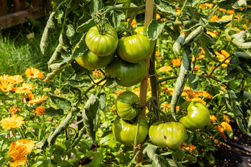 Green unripe tomato fruits at plant in home garden outside.