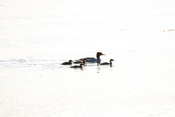 portrait of a sea duck family