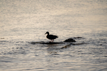 portrait of a sea duck family