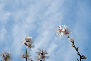 Detalle de almendro florecido con fondo de cielo