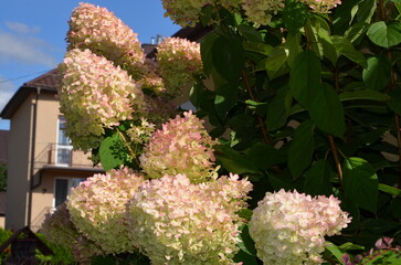 bright hydrangea in the garden near the house