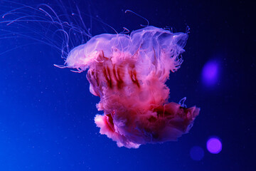 macro of a beautiful jellyfish cyanea capillata
