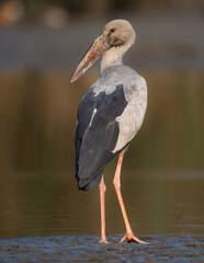 Asian Openbill Stork