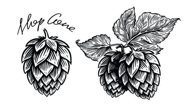Hops herb plant for brewery of beer. Engraving vintage sketch vector illustration