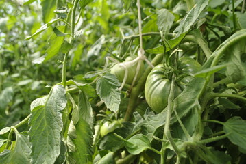 An unripe green tomato hangs on a stem among the green leaves. Tomato covered with small droplets of water. On each of the stems are visible villi. In the background, the rope supports the stem.