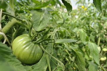 An unripe green tomato hangs on a stem among the green leaves. Tomato covered with small droplets of water. On each of the stems are visible villi. In the background, the rope supports the stem.