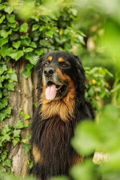 male dog hovawart gold and black has a beautiful portrait among the ivy leaves