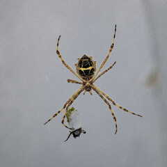 Spider Eating on the Web