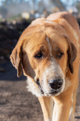 Close-up of the head of a Spanish Mastiff dog.