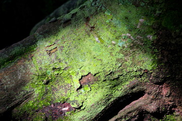 Textura de casca de árvore iluminada, detalhes da casca da árvore, detalhes verdes na casca da árvore