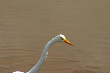 Garça branca, ave de pescoço longo sob o lago, Garça com lago no fundo