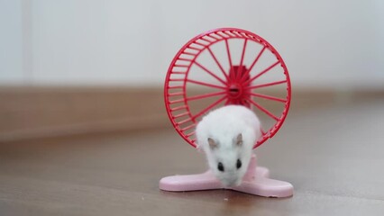 A small hamster trains on a rotating wheel and then leaves the wheel. A Dzungarian hamster on a training wheel. High quality 4k footage