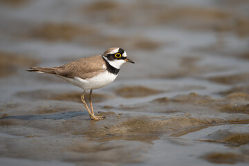 Little ringed plover