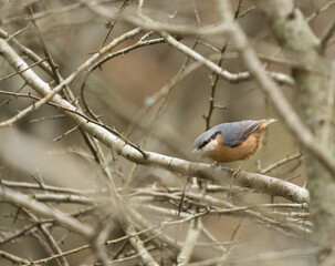  Nuthatch eating on a rock