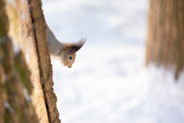 Close-up portrait of squirrel. Squirrel sits in snow and eats nuts in winter snowy park. Winter color of animal