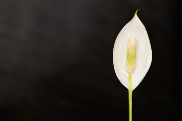 a calla flower with a light green stamen on a gray-black background © Waldemar