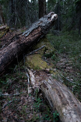 Obraz premium stump in the forest