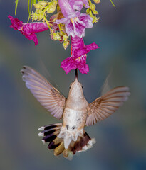 Obraz premium Hummingbird in Flight