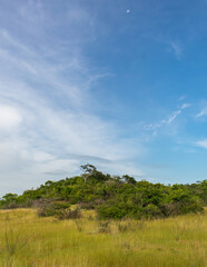 Obraz premium Savanna landscape in the caatinga biome - Oeiras, Piaui state, Brazil