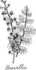 Boswellia sacra (commonly known as frankincense or olibanum-tree. Sketchy vector hand-drawn illiustration. - obrazy, fototapety, plakaty