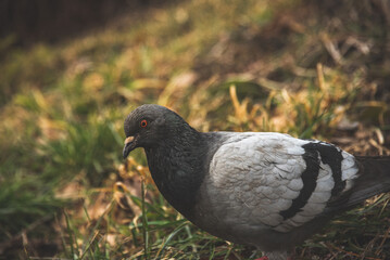 a pigeon standing on the grass is green- yellow 