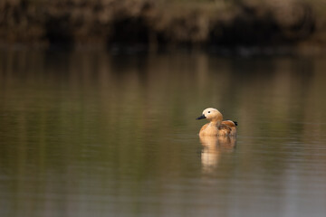 Ruddy shelduck