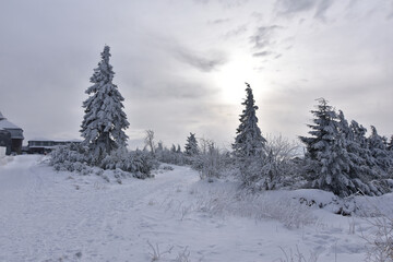 some snow covered trees on top of Klínovec/Keilberg - winter scenery
