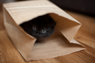 Little black kitten