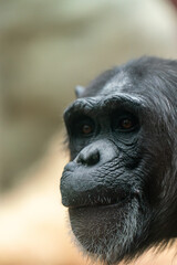A closeup of a cute monkey looking at the camera on a blurred background