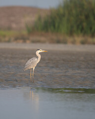 Grey heron
