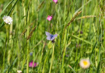 macro of a common blue butterfly on a dandelion bud in mountain meadow during summer in the alps with blurred background