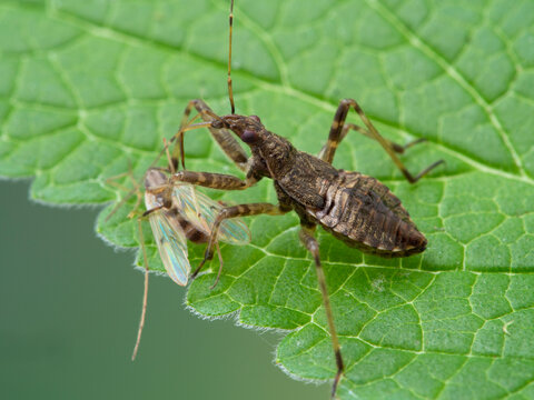 P1010064 damsel bug (Hoplistoscelis heidemanni) feeding on a nonbiting midge (chironomid) cECP 2020