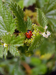ladybird on a leaf