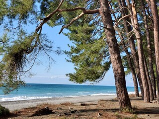 Fototapeta na wymiar Pitsunda pine forest on coast by the blue sea