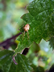 Spider on leaf