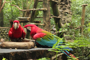 Scarlet macaw