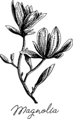Magnolia. Sketchy vector hand-drawn illiustration.
