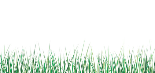 green grass isolated on white