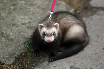 A ferret on a leash on a walk