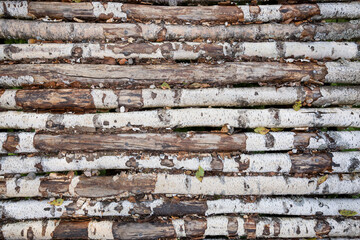 Birch logs in rows for the bridge in the village. the trees are stacked. wood