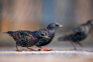 Common starling. European starling. Sturnus vulgaris on ground. Lausanne, Switzerland.