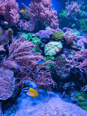 Naklejka na ściany i meble Coral reef and fishes in sea. Underwater life