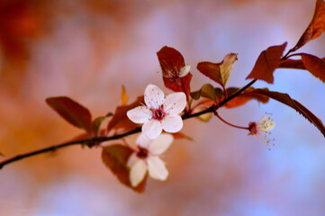 flores y plantas, en la naturaleza