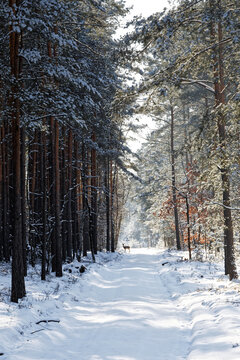 Winter forest landscape with roe deer. Forest road with snow and trees.