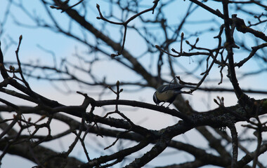 The great tit (Parus major) on a tree branch