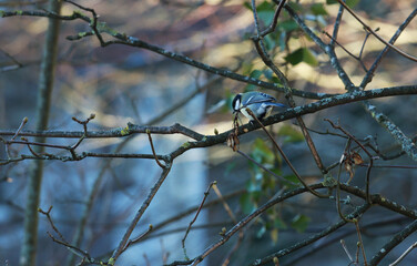 The great tit (Parus major) on a tree branch