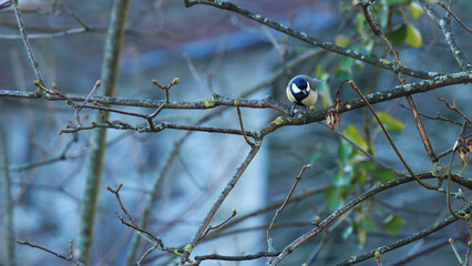 The great tit (Parus major) on a tree branch