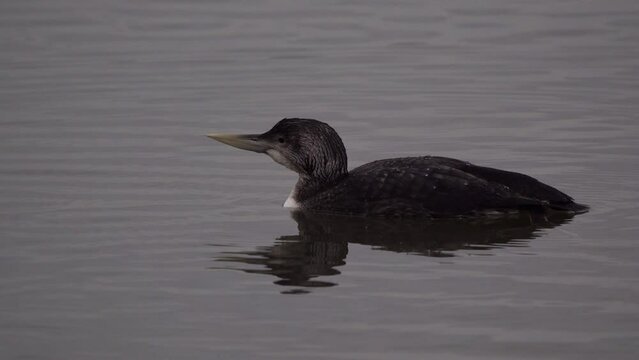 The yellow-billed loon or white-billed diver (Gavia adamsii) probably an oil victim