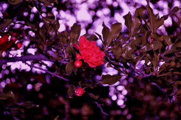 flores y plantas, en la naturaleza, españa, 