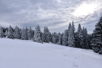 Fototapeta na wymiar snow covered trees in the mountains - beautiful landscape in germany